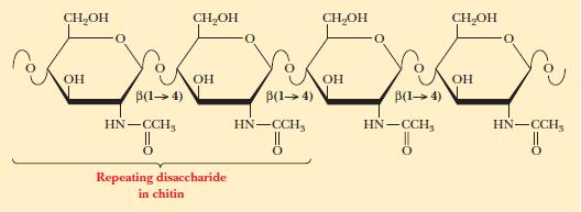 Chitin Has a structural role Mechanical strength because of H-bonds