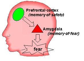 PRE-FRONTAL CORTEX Planning Organizing Regulating Attention Decision Making Moderating