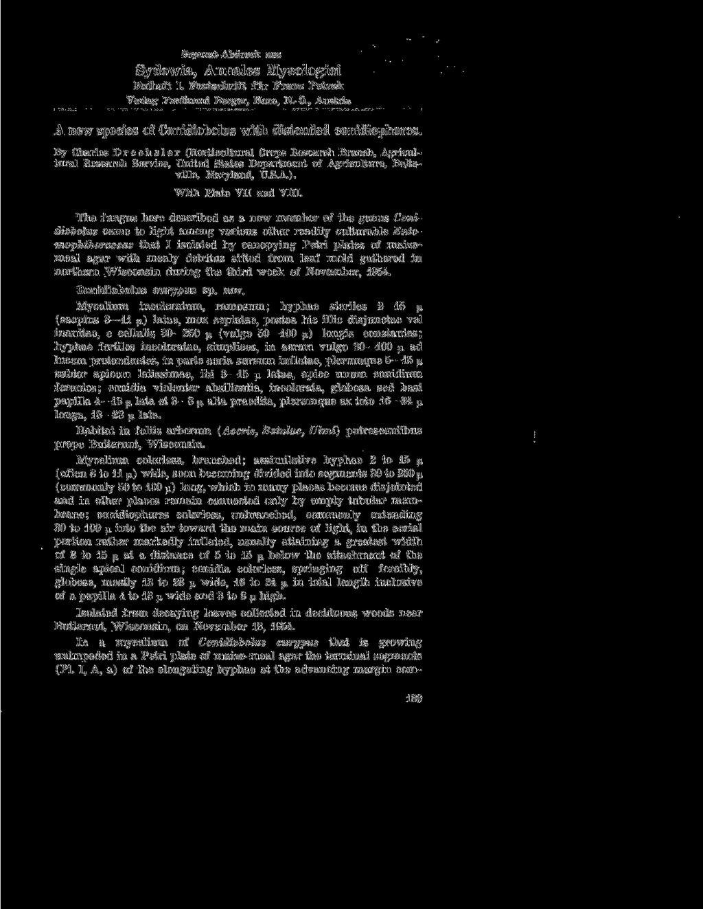 Separat-Abdruck aus Sydowia, Annales Mycologici Beiheft I. Festschrift fiir Franz Petrak Verlag Ferdinand Berger, Horn, N.-O., Austria A new species of Conidiobolus with distended conidiophores.