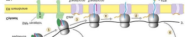 Smooth and Rough Endoplasmic Reticulum Rough Ribosomes are attached to ER, translating proteins into the lumen.