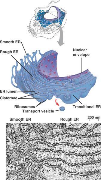 Rough Endoplasmic Reticulum Ribosomes are found on the surface The ribosomes, found on the rough