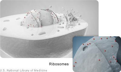 Ribosomes Granules composed of RNA and protein Some may attach to ER {forming the RER} while