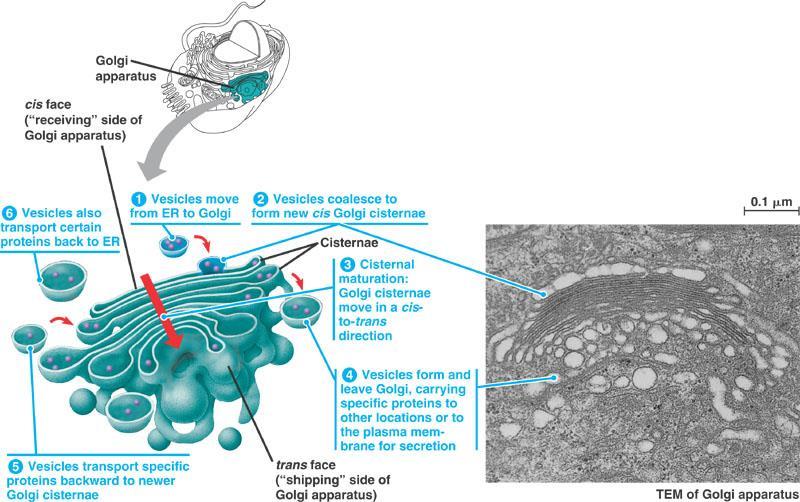 Golgi Apparatus Stacks of flattened membrane sacs. Processes, sorts and modifies proteins.