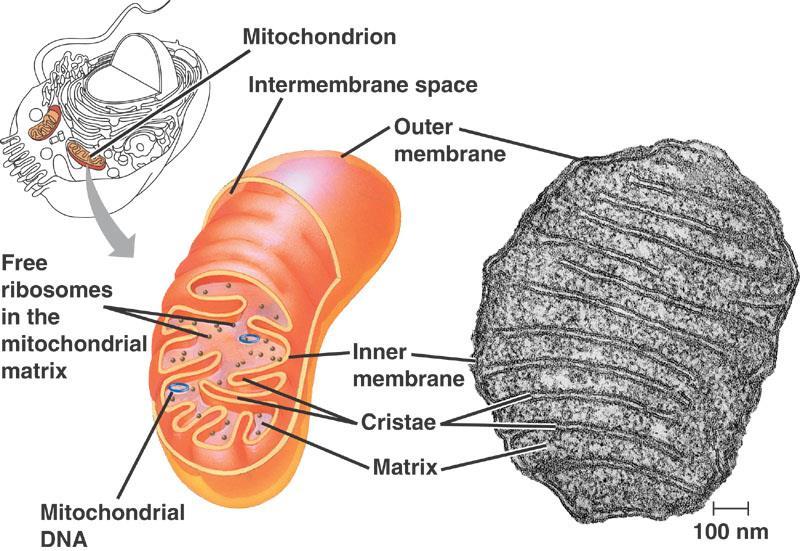 Transform energy originating from glucose, lipids or proteins into ATP. Mitochondria are double membrane bound.
