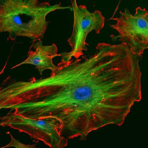 The cytoskeleton provides for cell
