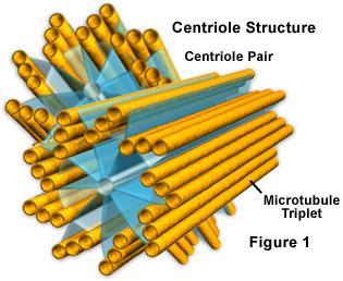 Pair of hollow cylinders located near the nucleus Each centriole consists of nine microtubule triplets.