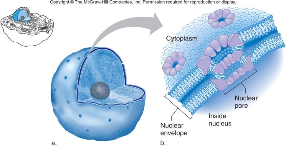 Nucleus Nuclear Envelope Controls traffic between the nucleus and the cytoplasm.