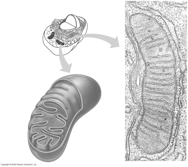 Mitochondria (conrnued) Double membrane two compartments (outer and inner membranes) 1. Intermembrane space between the membranes where H+ build up occurs 2.