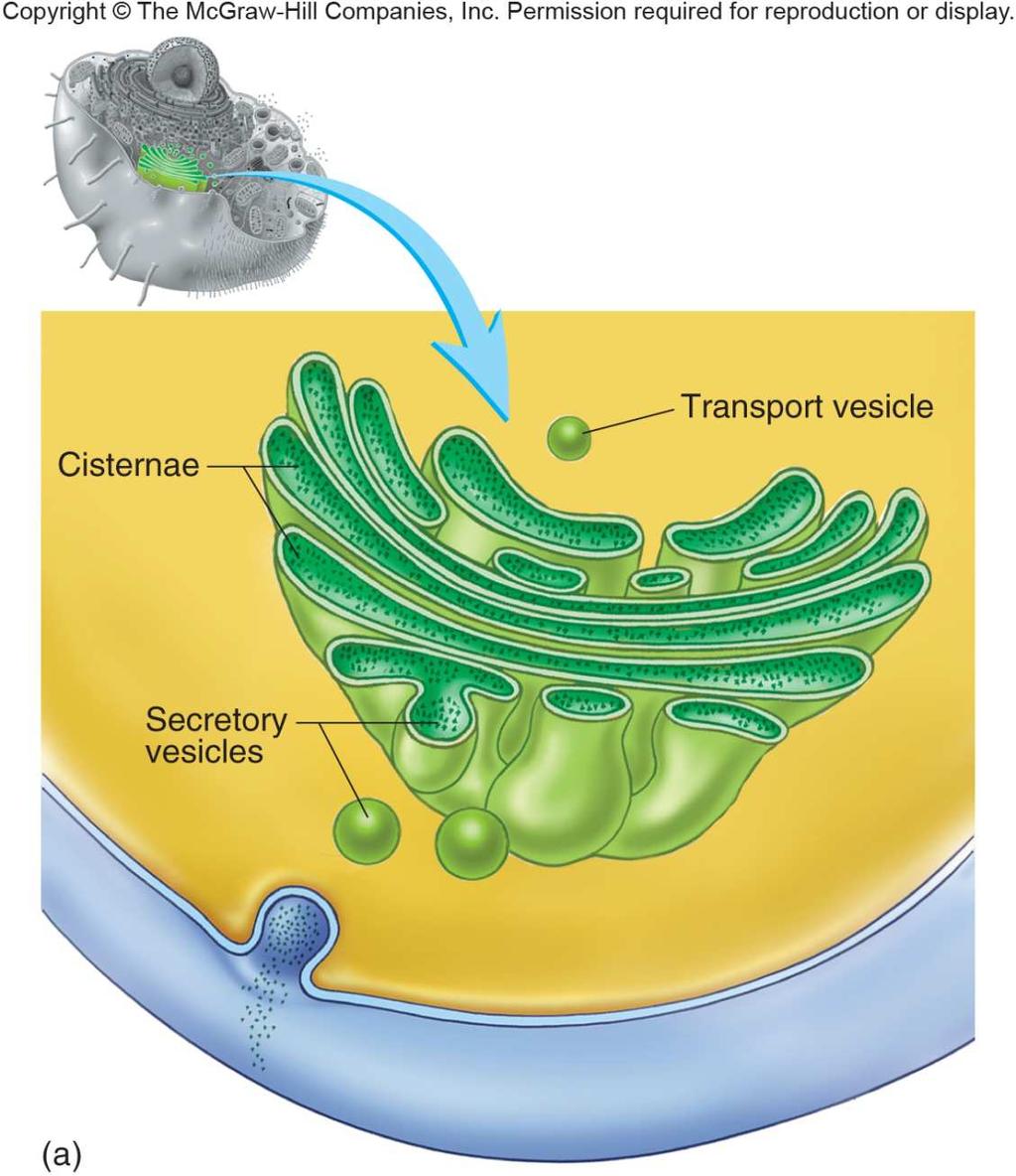 Golgi Apparatus Flattened, membranous sacs containing cisternae stacked on top of each other Modifies, packages and