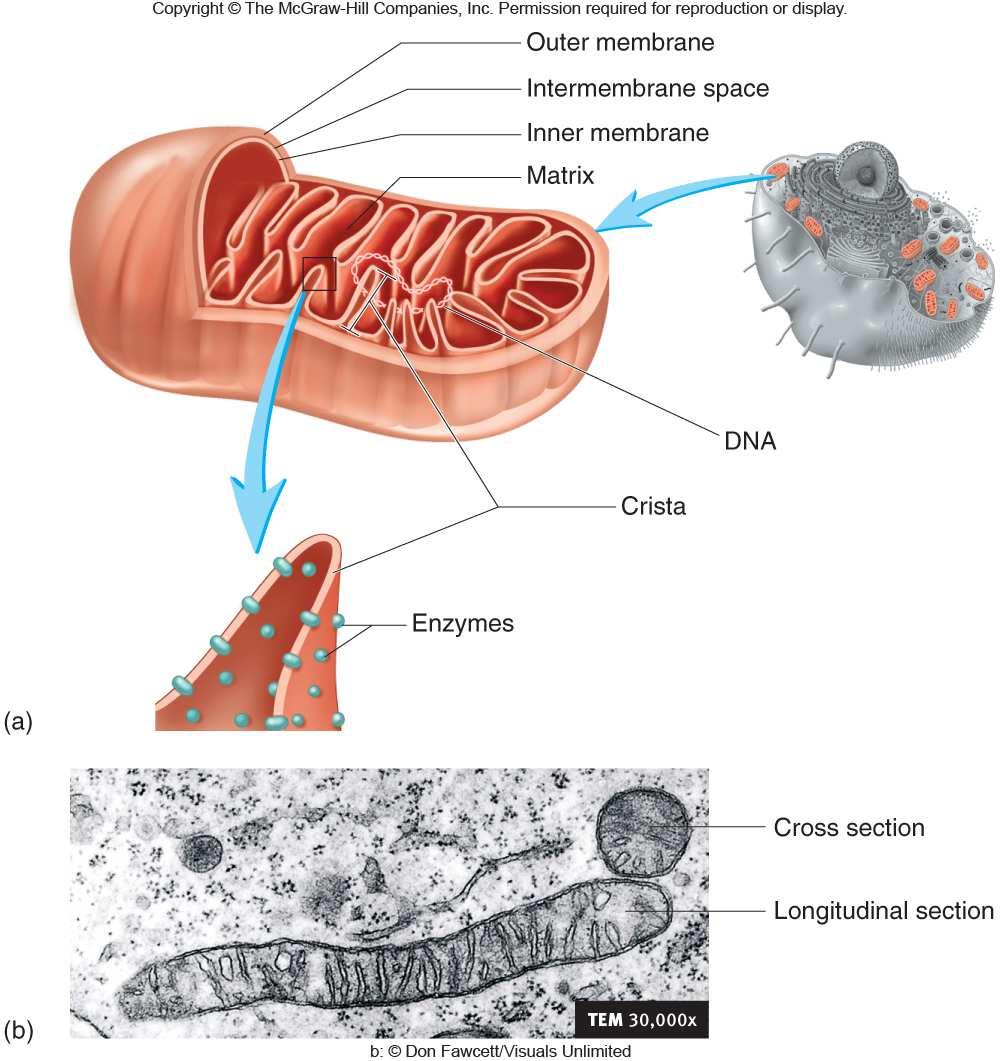 Mitochondria Outer membrane Smooth Intermembrane space Inner membrane Infolds (cristae) Enzymes of