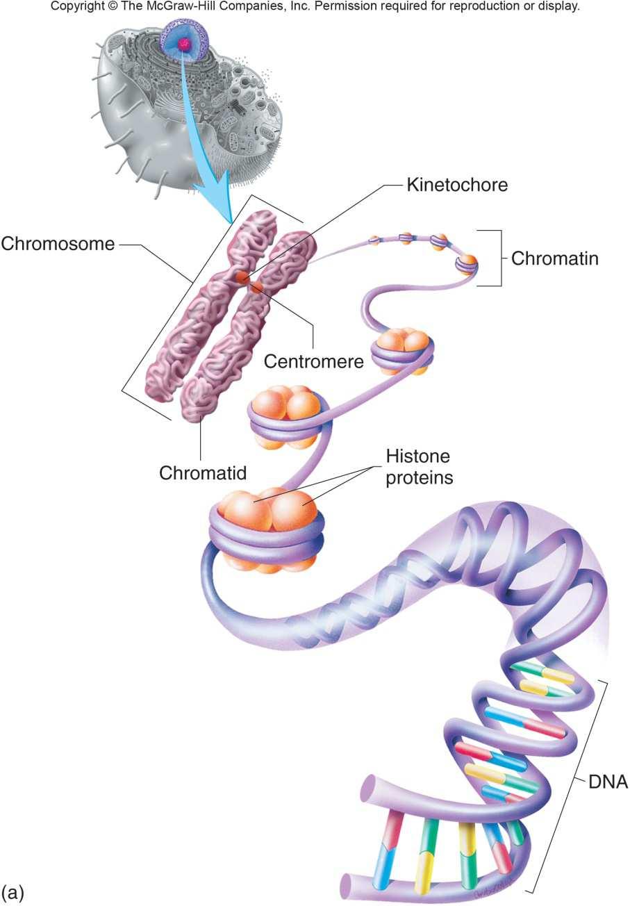 Chromosome Structure Chromatin: DNA complexedwith proteins (histones) During cell division, chromatin condenses into pairs of chromatids called chromosomes.