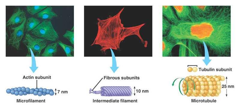 cellular movement Microfilaments: actin, solid, twisted double chain, just inside cell membrane - shape of the cell s surface and whole cell locomotion