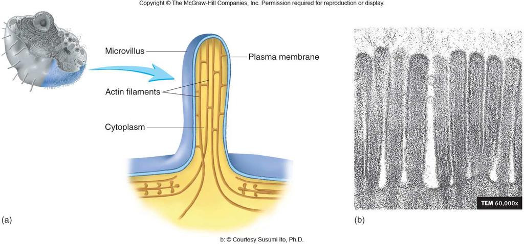 during cell division Involved in projection of pseudopodia Support microvilli (non-movable finger-like projections) 17 Microvilli Extension of plasma