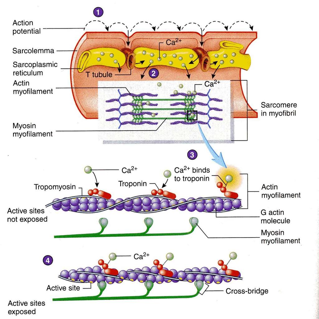 Contribute to plasma membrane Carbohydrates Changes structure of chemicals and drugs, reducing toxicity 26