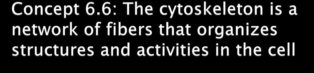 The cytoskeleton is a network of fibers extending throughout the cytoplasm It organizes the cell s structures and activities,