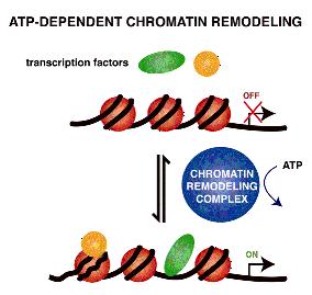 (3). Chromatin remodeling a). Chromatin remodeling (or chromosome remodeling) is an ATPdependent process that changes the chromatin architecture.