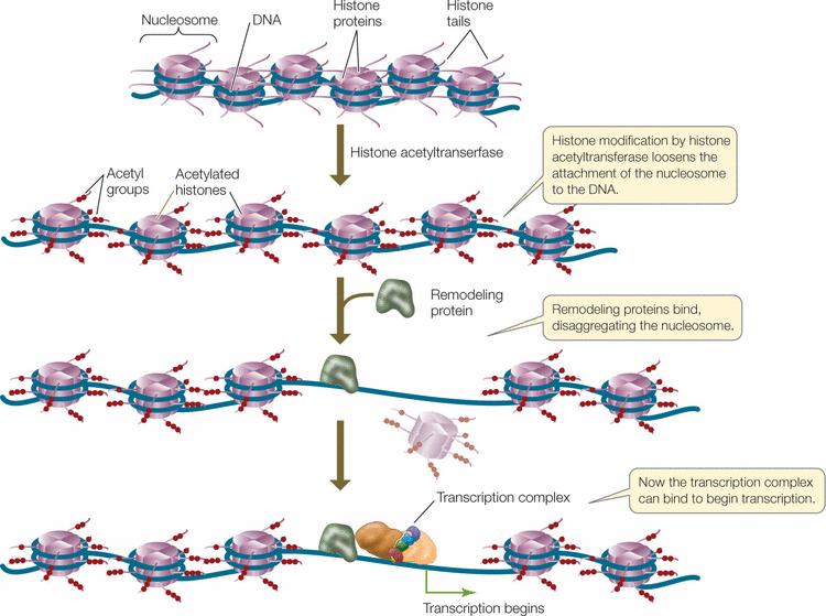 Histone modifications