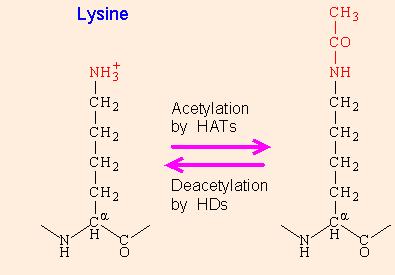 (1) Histone acetylation and deacetylation HAT (Acetyl-CoA) HDAC 1. Histones can be acetylated.