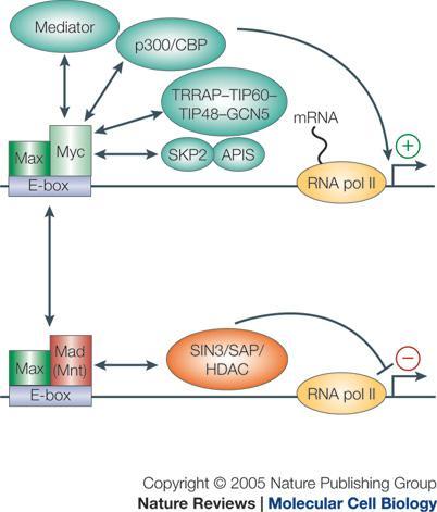 activator to repressor conversion Transcription co-activators often recruit HAT to activate transcription. Transcription corepressors often recruit HDAC to repress transcription.