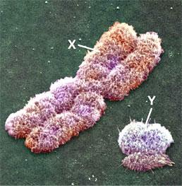 chromosome chromatin Genomes exist