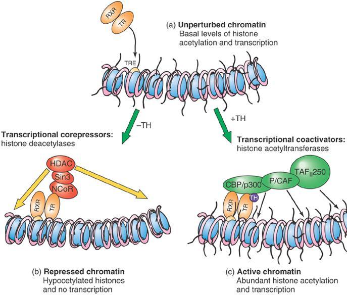 Repressor to activator conversion Without thyroid hormone (TH), the thyroid receptor (TR) binds co-repressor NcoR to recruit Sin3, which binds HDAC to deacetylate