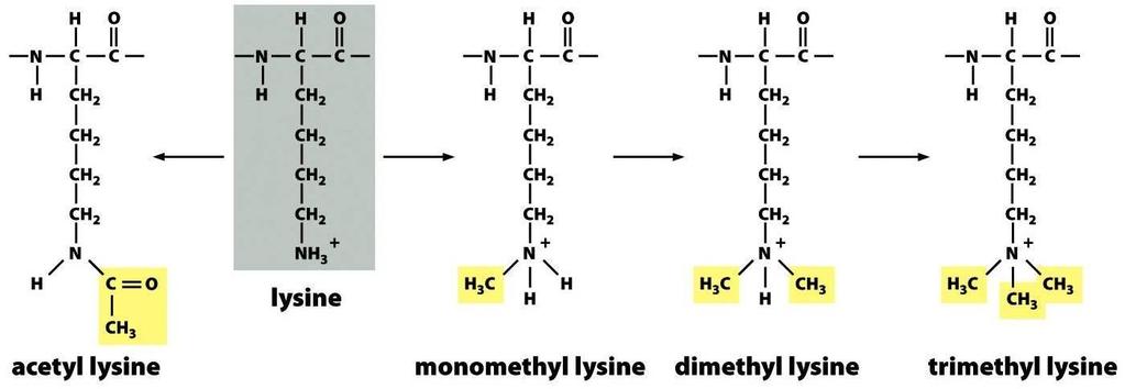 (2) Histone methylation Histone can be methylated at both lysine and arginine residues.