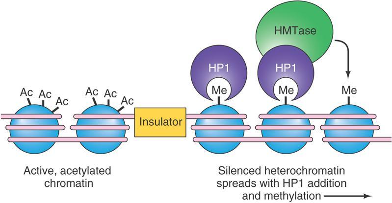 Histone methylation may cause chromatin condensation to repress transcription If H3K9 is methylated, it binds to the chromosome remodeling protein HP1.