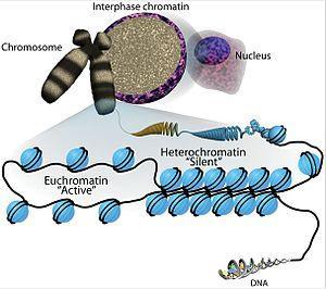 How chromatin structure affects transcription activity of genes? The degree of chromatin condensation (i.e. how tightly is chromatin packed) affects transcription.