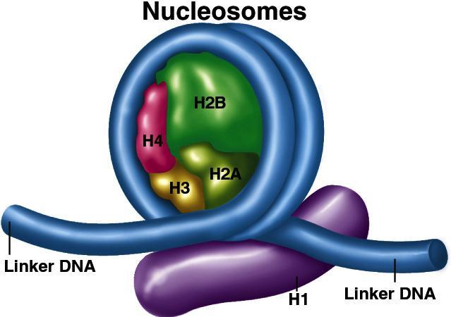 Nucleosome and histones Nucleosomes are DNA-histone particles.