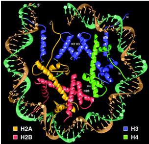 Nucleosome consists of 147 bp DNA wrapped around 8 core histone molecules.