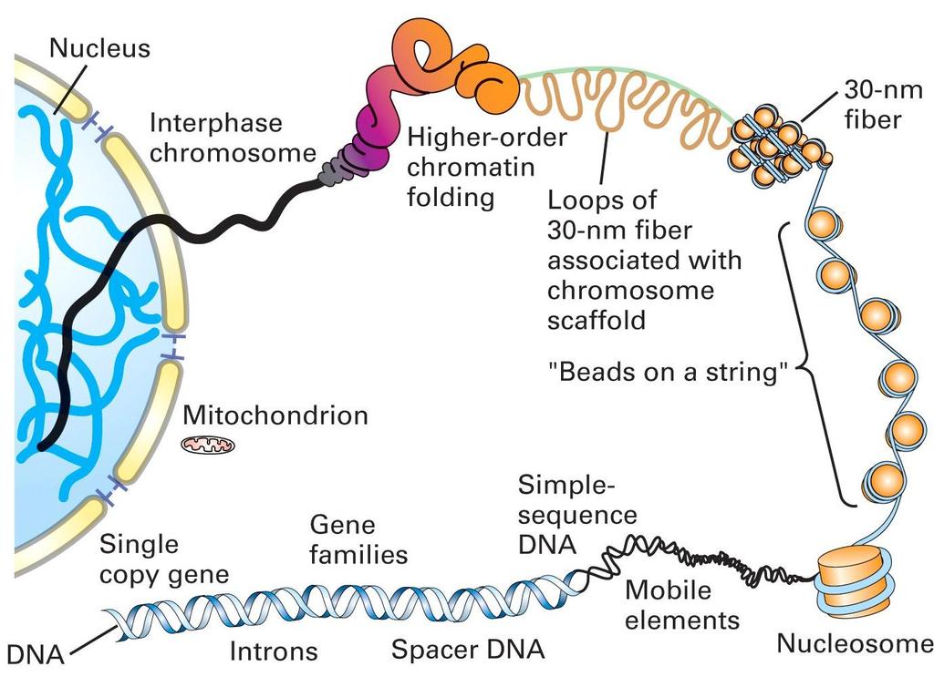 Summary of chromatin structure Linker histone H1 (10 nm fiber)