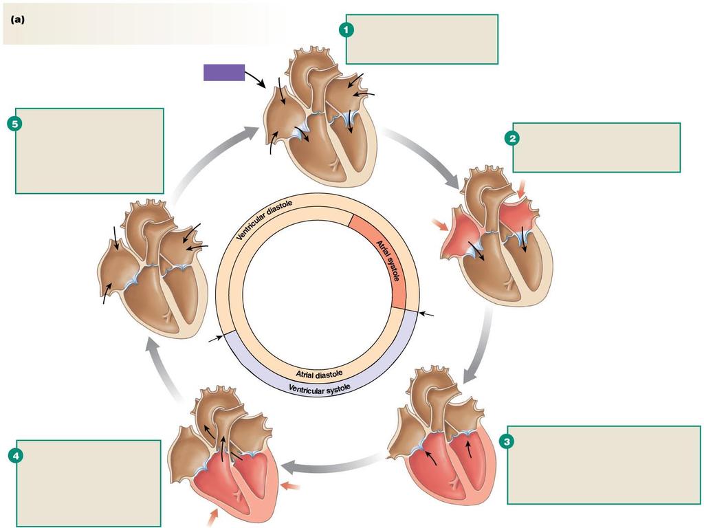 Figure 14.17a Mechanical events of the cardiac cycle Slide 1 The heart cycles between contraction (systole) and relaxation (diastole).