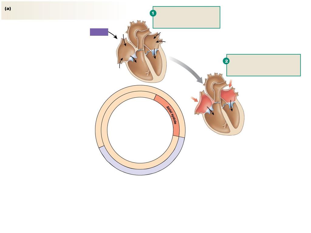 Figure 14.17a Mechanical events of the cardiac cycle Slide 3 The heart cycles between contraction (systole) and relaxation (diastole).