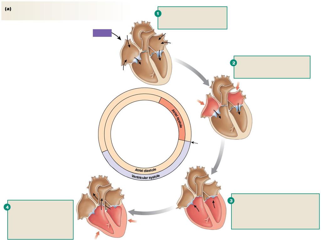 Figure 14.17a Mechanical events of the cardiac cycle Slide 5 The heart cycles between contraction (systole) and relaxation (diastole).