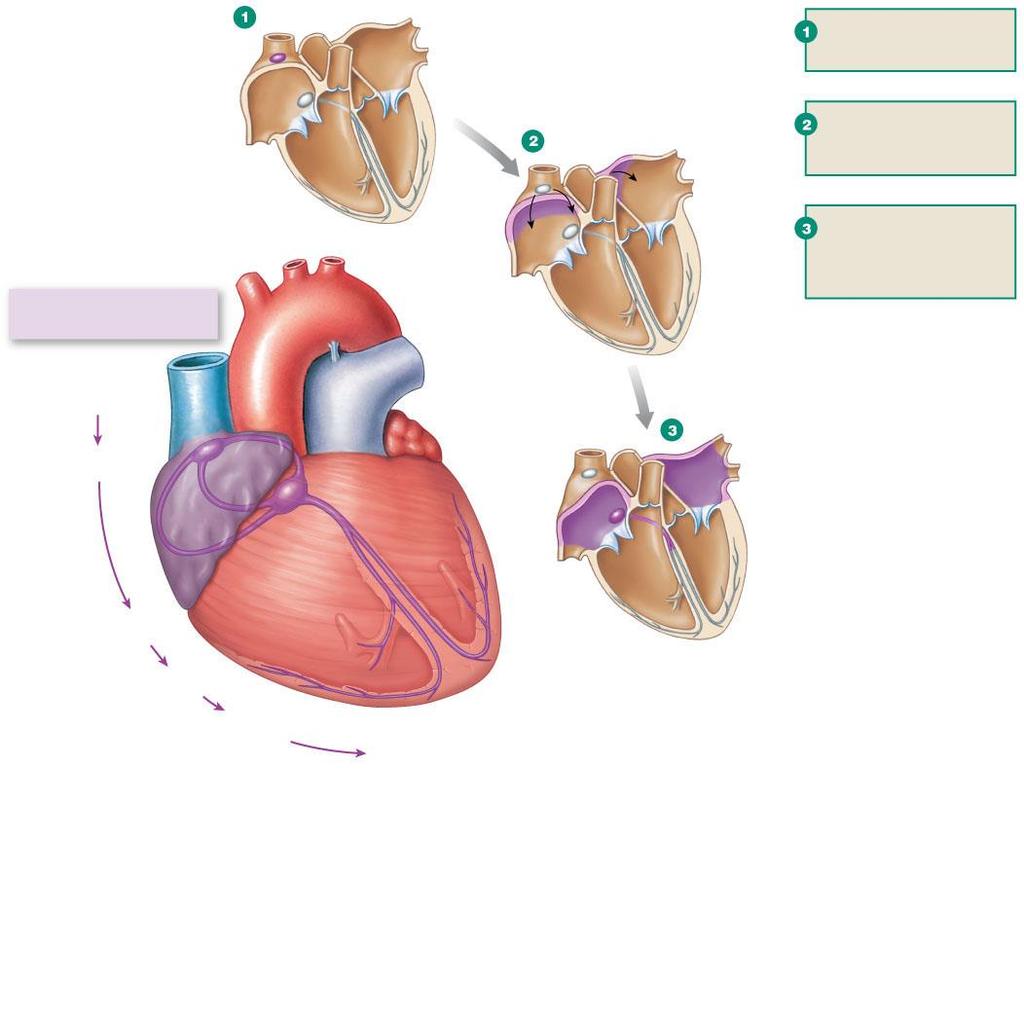 Figure 14.14 The conducting system of the heart Slide 4 SA node AV node Purple shading in steps 2 5 represents depolarization. SA node depolarizes.