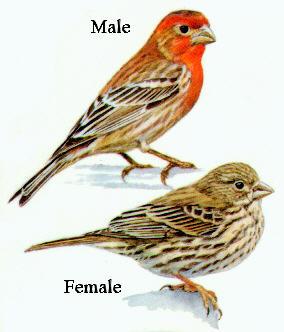 , ~1994-8 years later, finches are more resistant to the bacterium and