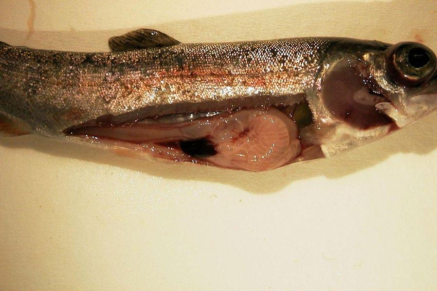 Page 2 of 26 Figure 1 Gross pathology of infectious hematopoietic necrosis in rainbow trout.