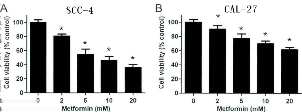 Research on the inhibitory effect of metformin on human oral squamous cell carcinoma SCC-4 and CAL-27 cells and the relevant molecular mechanism metformin can significantly reduce the activity of