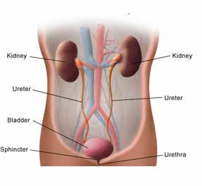 1. How does urine pass through the excretory system? Urine is made in the kidneys and passes to the bladder by way of the ureters.