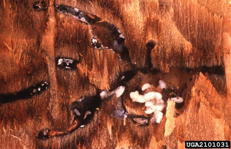 Larvae and pupae of black stem borer beetles