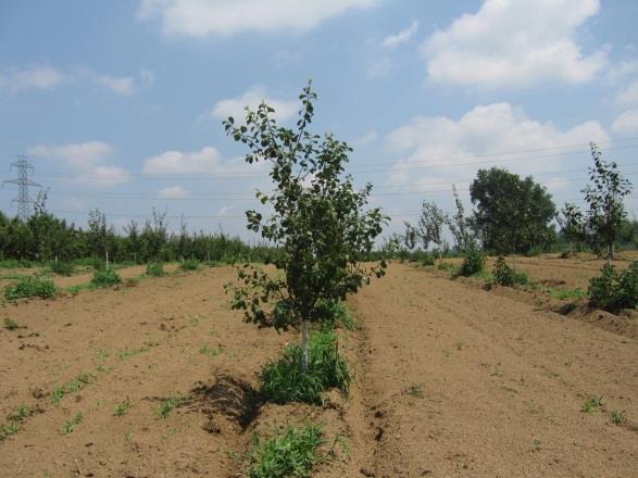 In July 2011 visited a commercial stone fruit grower to help with dying plum and apricot trees.