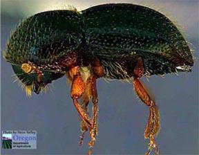 A stem-boring beetle was consistently associated with the declining trees.