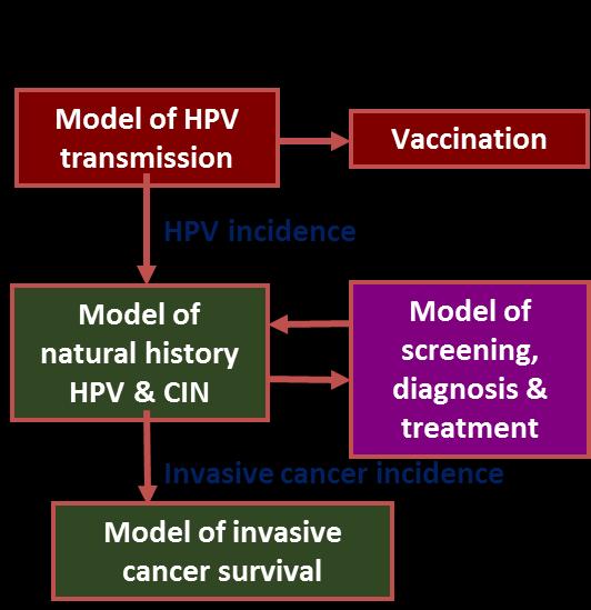 Policy1-Cervix modelling platform Dynamic model of sexual behaviour, HPV transmission, HPV type-specific natural history and cervical screening 1-17 Extensively validated against screening and cancer