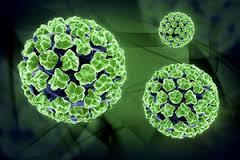 VIRUSES AND CANCER Responsible for around 15% of