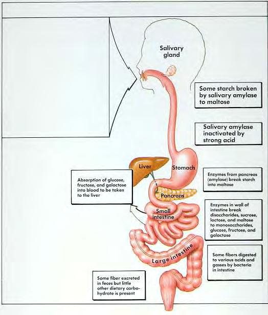 Digestion of