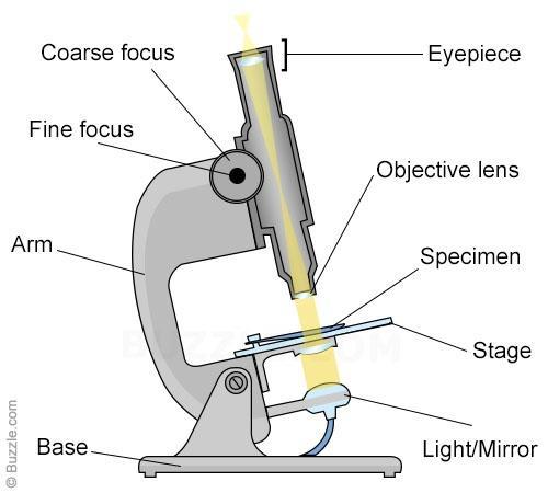 The Microscope This is used to magnify samples so you can view cells (structure is detail in experiment below) You can view both animal and plant cells under a microscope and identify the nucleus,