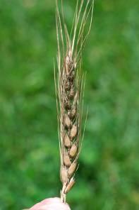 Symptoms of sooty mold include a dark olive green or black fungal growth on the heads of mature wheat.