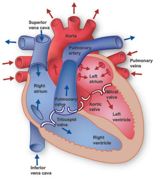 Anatomy of the Heart Hearts of mammals have 4