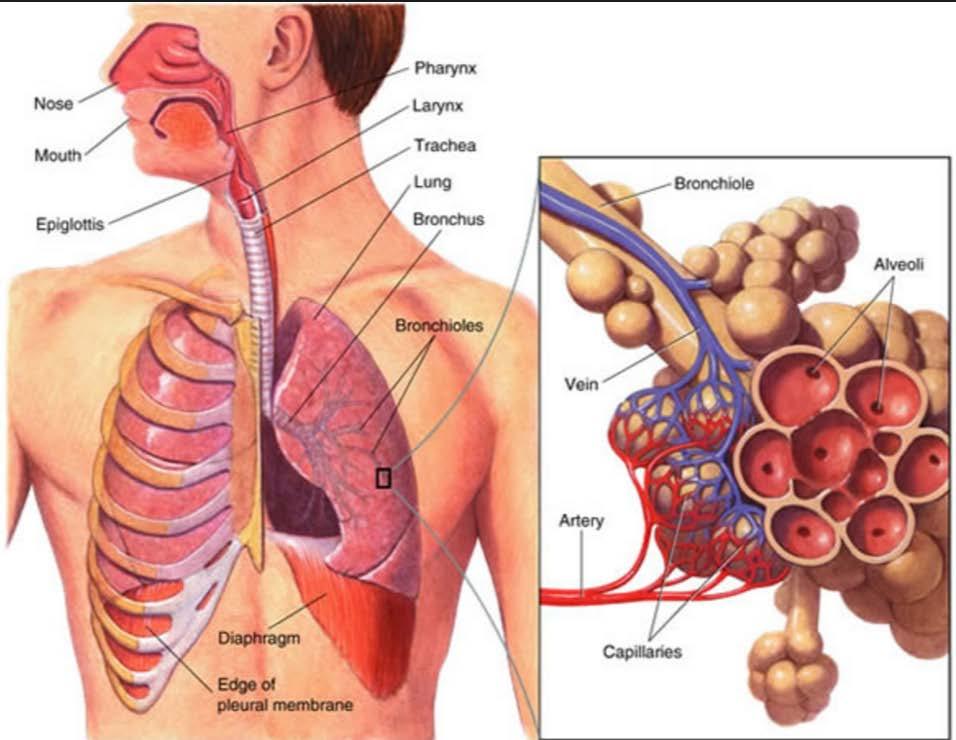 The Respiratory System Respiratory System - exchange of oxygen and