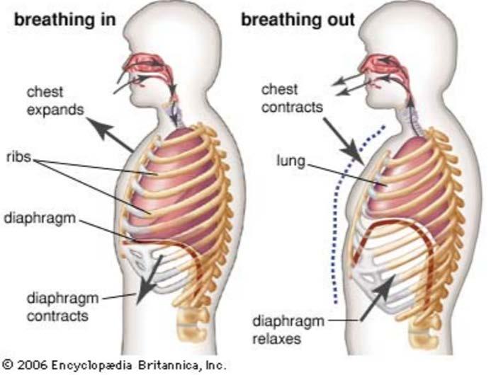 How Does the Respiratory System Work? When you inhale, your diaphragm contracts (tightens) and moves down and your chest expands.